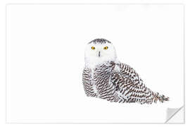 Selvklebende plakat Snowy Owl in the winter snow