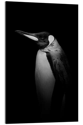 Acrylic print Penguin