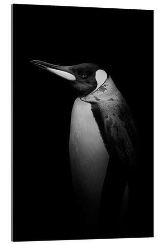 Gallery print Penguin