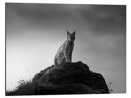 Tableau en aluminium Lynx on a rock