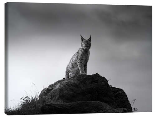 Leinwandbild Luchs auf einem Felsen