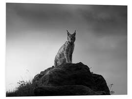 PVC-taulu Lynx on a rock