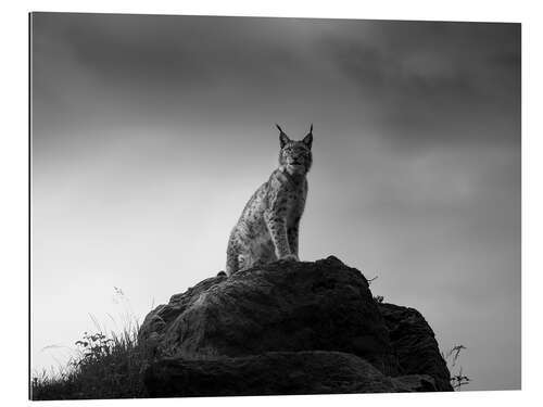 Galleriprint Lynx on a rock