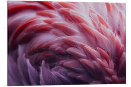 Tableau en plexi-alu Plumes de flamant rose