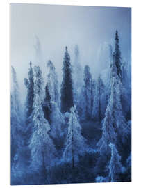 Gallery print Enchanted forest