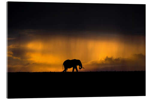 Acrylglasbild Elefant im Regensturm bei Sonnenuntergang