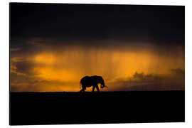 Aluminiumsbilde Elephant in the rain storm at sunset