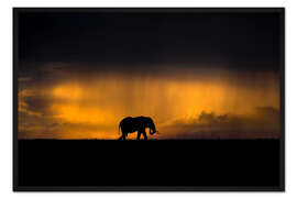 Gerahmter Kunstdruck Elefant im Regensturm bei Sonnenuntergang