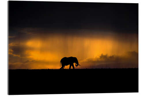 Quadro em plexi-alumínio Elefante na tempestade ao pôr do sol