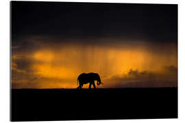 Gallery print Elephant in the rain storm at sunset