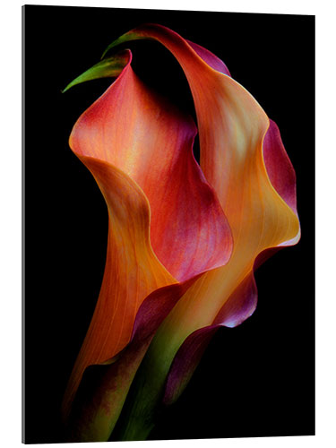 Acrylic print Tenderness