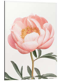 Aluminium print Coral Peony