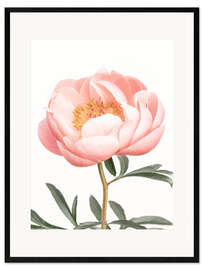 Framed art print Coral Peony