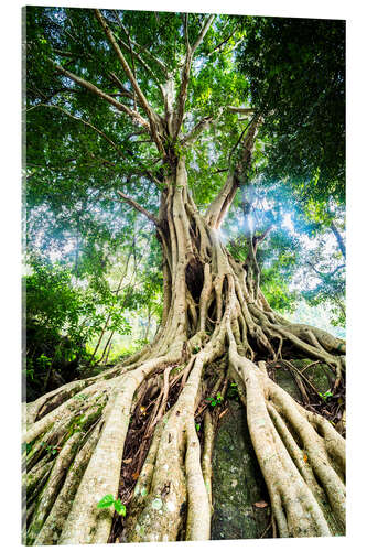 Cuadro de metacrilato Raíces de un árbol grande