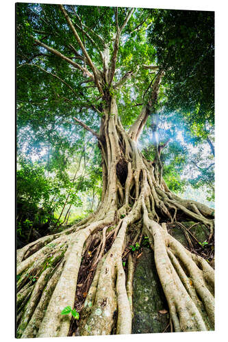 Aluminium print Roots of a large tree
