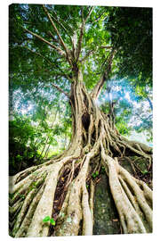 Lienzo Raíces de un árbol grande - Matthew Williams-Ellis