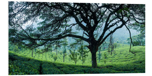 Tableau en PVC Plantation de thé dans les montagnes de l'Inde