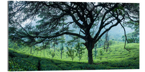 Gallery print Tea plantation in the mountains of India