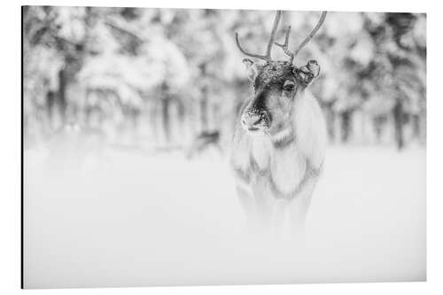 Alubild Rentier in Lappland