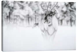 Obraz na płótnie  Reindeer in Lapland - Matthew Williams-Ellis