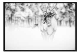 Gerahmter Kunstdruck Rentier in Lappland