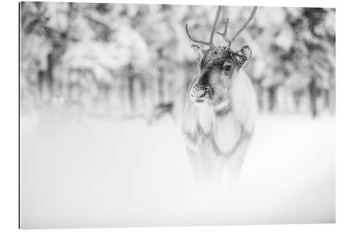 Gallery Print Rentier in Lappland