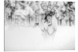 Gallery print Reindeer in Lapland