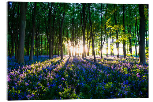 Akryylilasitaulu Bluebell Woods in spring