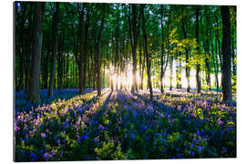 Gallery Print Glockenblumenwald im Frühling