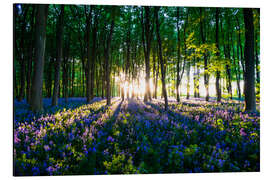 Magnettafel Glockenblumenwald im Frühling