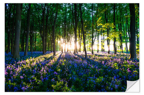 Selvklæbende plakat Bluebell Woods in spring