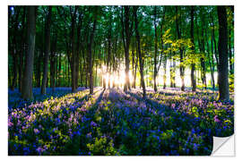 Selvklebende plakat Bluebell Woods in spring