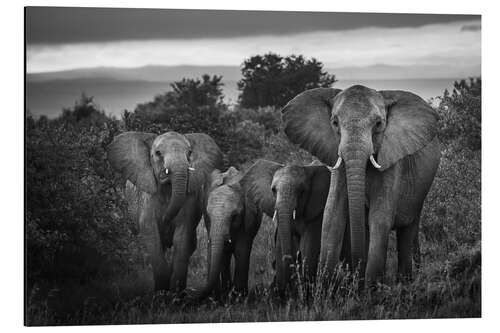 Print på aluminium A famille of African elephants