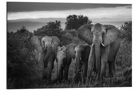 Aluminium print A famille of African elephants