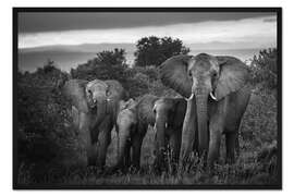 Gerahmter Kunstdruck Eine Famille Afrikanischer Elefanten