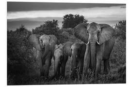 Foam board print A famille of African elephants