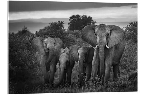 Gallery Print Eine Famille Afrikanischer Elefanten