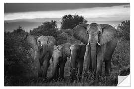 Sticker mural Une famille d'éléphants d'Afrique