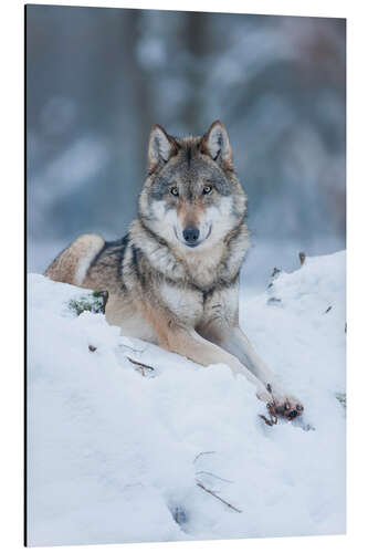 Aluminium print She-wolf lies in the snow