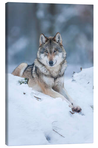 Canvas print She-wolf lies in the snow