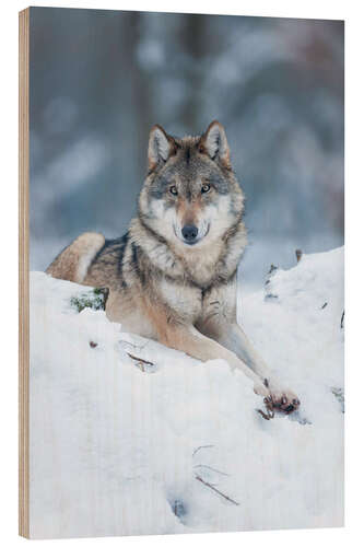 Wood print She-wolf lies in the snow