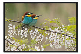Gerahmter Kunstdruck Bienenfresser
