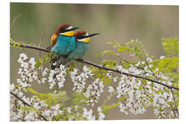 Foam board print Bee-eater