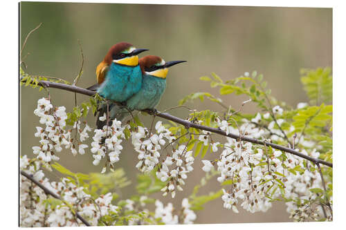 Gallery print Bee-eater