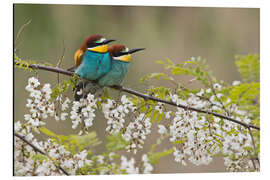 Magnettafel Bienenfresser