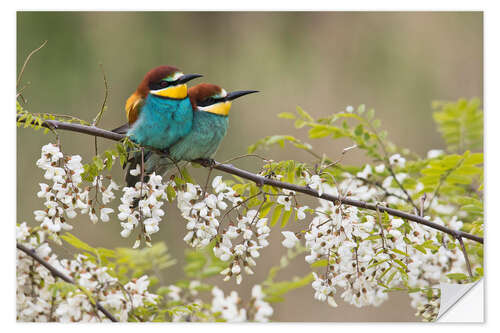 Selvklebende plakat Bee-eater