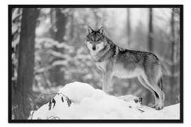 Gerahmter Kunstdruck Wölfin im Winterwald
