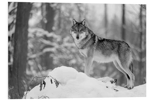 Foam board print She-wolf in the winter forest