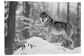 Foam board print She-wolf in the winter forest