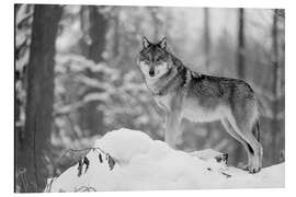 Magnettafel Wölfin im Winterwald